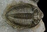 Tower-Eyed, Erbenochile Trilobite From Ou Driss - Top Quality! #130645-2